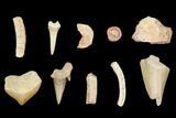 Bulk Cretaceous Fossil Fragments (Shark, Ray, Mosasaur) - 22 Lb Box - Photo 2